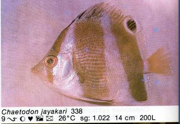Chaetodon jayakari